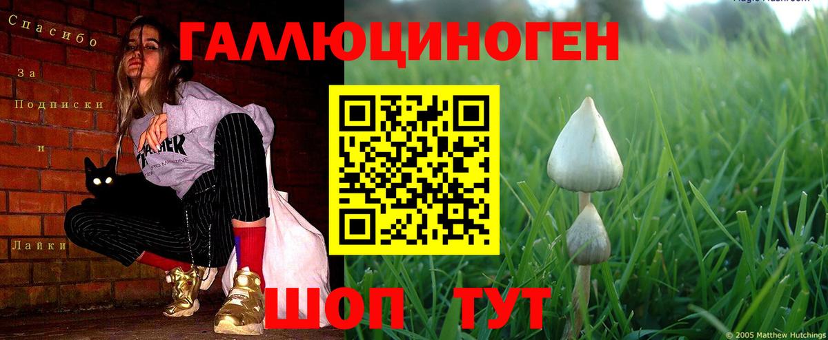 Галлюциногенные грибы Psilocybine cubensis Кулебаки